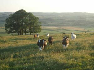 A high functioning herd