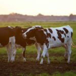 cows in field